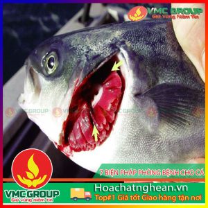 HƯỚNG DẪN CÁCH PHÒNG TRỊ MỘT SỐ BỆNH CHO CÁ LÚC GIAO MÙA- HCVMNA