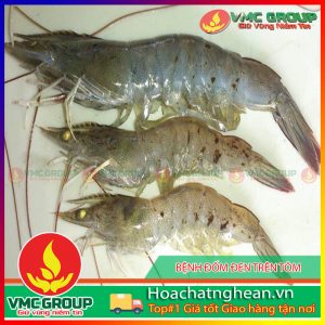 BỆNH ĐỐM ĐEN TRÊN TÔM THẺ CHÂN TRẮNG - HCVMNA