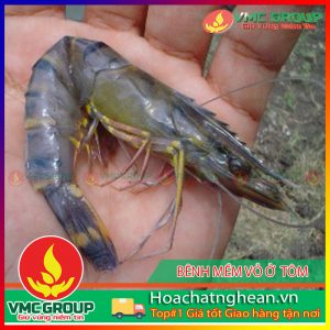 BỆNH MỀM VỎ Ở TÔM - HCVMNA