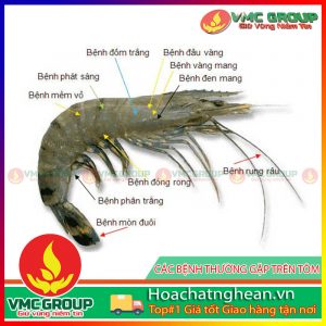 HỘI THẢO VỀ CÁC BỆNH TÔM TẠI HỘI NGHỊ NUÔI TRỒNG THỦY SẢN HOA KỲ 2018- HCVMNA
