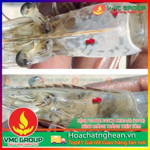 BỆNH WHITE PATCH DISEASE (WPD) - BÊNH MẢNG TRẮNG TRÊN TÔM - HCVMNA