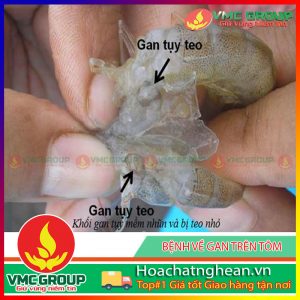 CÁC GIẢI PHÁP PHÒNG CHỐNG BỆNH HOẠI TỬ GAN ,TỤY CẤP VÀ BỆNH ĐỐM TRẮNG CHO TÔM- HCVMNA