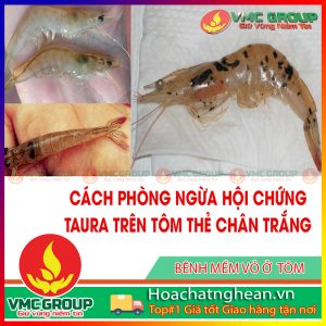 HỘI CHỨNG TAURA-TSV TAURA SYNDROME VIRUS