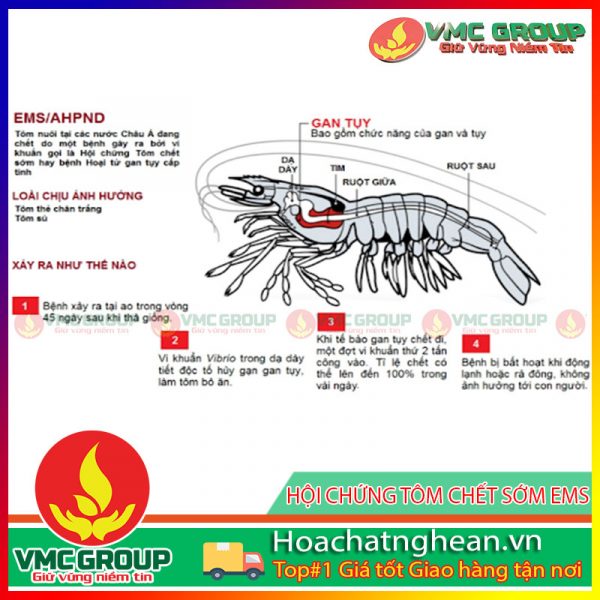 HỘI CHỨNG TÔM CHẾT SỚM EMS - HCVMNA