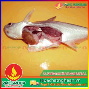 NGUYÊN NHÂN VÀ BIỆN PHÁP PHÒNG TRỊ CHỦNG VI KHUẨN EDWARDSIELLA HCVMNA