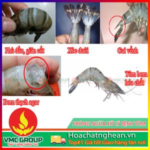 BỆNH RỤNG RÂU,MÒN ĐUÔI, PHỒNG ĐUÔI,ĐỐM ĐEN,ĐỐM NÂU Ở TÔM - HCVMNA