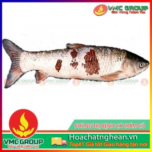 PHÒNG TRỊ BỆNH CÁ TRẮM CỎ HCVMNA