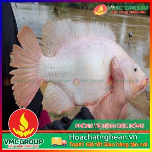 PHÒNG TRỊ BỆNH CHO CÁ CHÉP HCVMNA