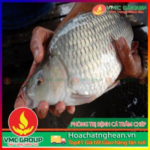 PHÒNG TRỊ BỆNH CHO CÁ CHÉP HCVMNA