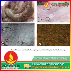 PHÒNG VÀ TRỊ BỆNH GẠO TRÊN CÁ TRA HCVMNA