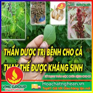SỬ DỤNG THẢO MỘC CHỮA BỆNH CHO CÁ HCVMNA