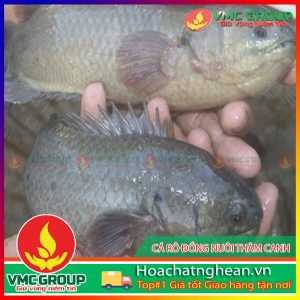 TÁC NHÂN GÂY BỆNH ĐEN THÂN Ở CÁ RÔ ĐỒNG NUÔI THÂM CANH HCVMNA