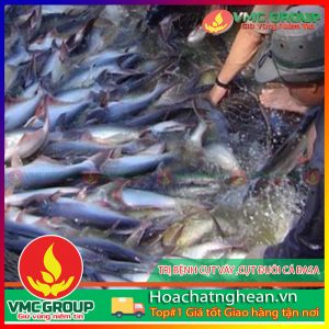 MỘT SỐ BỆNH THƯỜNG GẶP VÀ CÁCH PHÒNG TRỊ KHI NUÔI CÁ TRA VÀ CÁ BASA TRONG BÈ HCVMNA