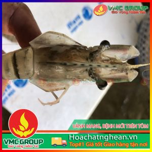 VẢNH MANG,BỆNH MỚI TÔM XUẤT HIỆN Ở TRÀ VINH HCVMNA