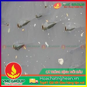 LÀM GÌ KHI CÁ NUÔI TRÚNG ĐỘC NỔI ĐẦU ? HCVMNA