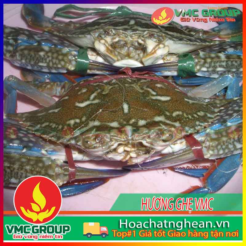BÁN HƯƠNG GHẸ VMC TẠI NGHỆ AN